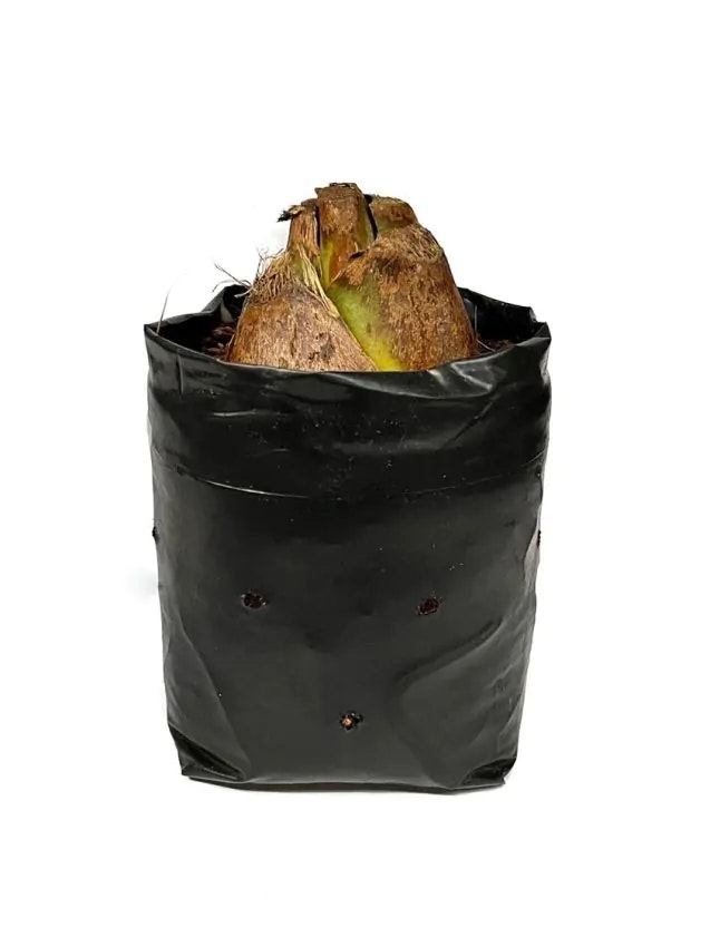 Jättelilja - Cardiocrinum giganteum