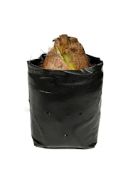 Jättelilja - Cardiocrinum giganteum