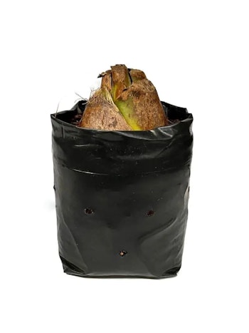 Jättelilja - Cardiocrinum giganteum