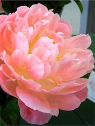 Pion - Paeonia pink hawaiian coral (Knöl)