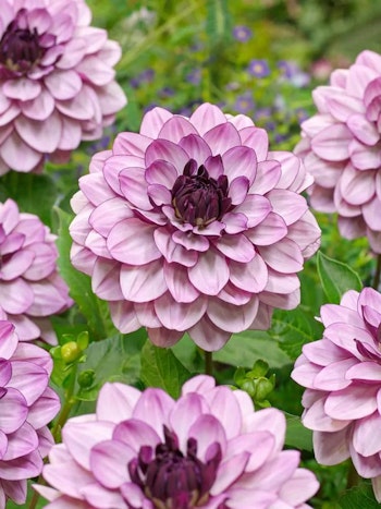 Dahlia - Creme de cassis