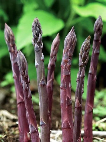 Lila Sparris - Asparagus Purple passion (Barrotad)