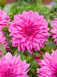 Dahlia - Cafe au lait rose