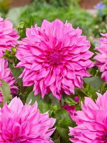 Dahlia - Cafe au lait rose