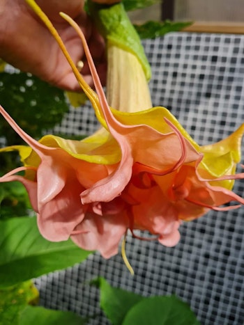 Änglatrumpet Nostalgi (Brugmansia)