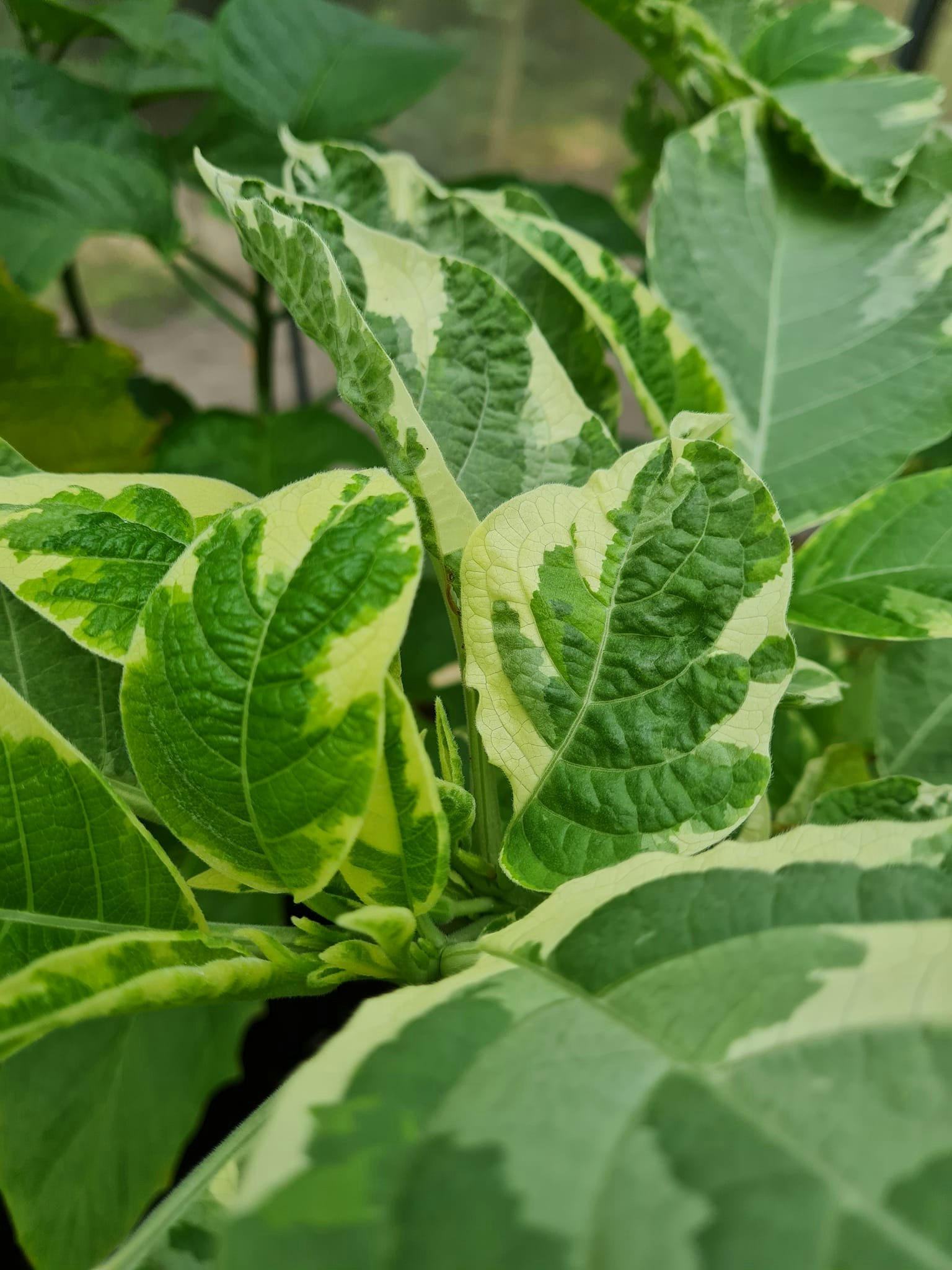 Änglatrumpet/Brugmansia - Maya