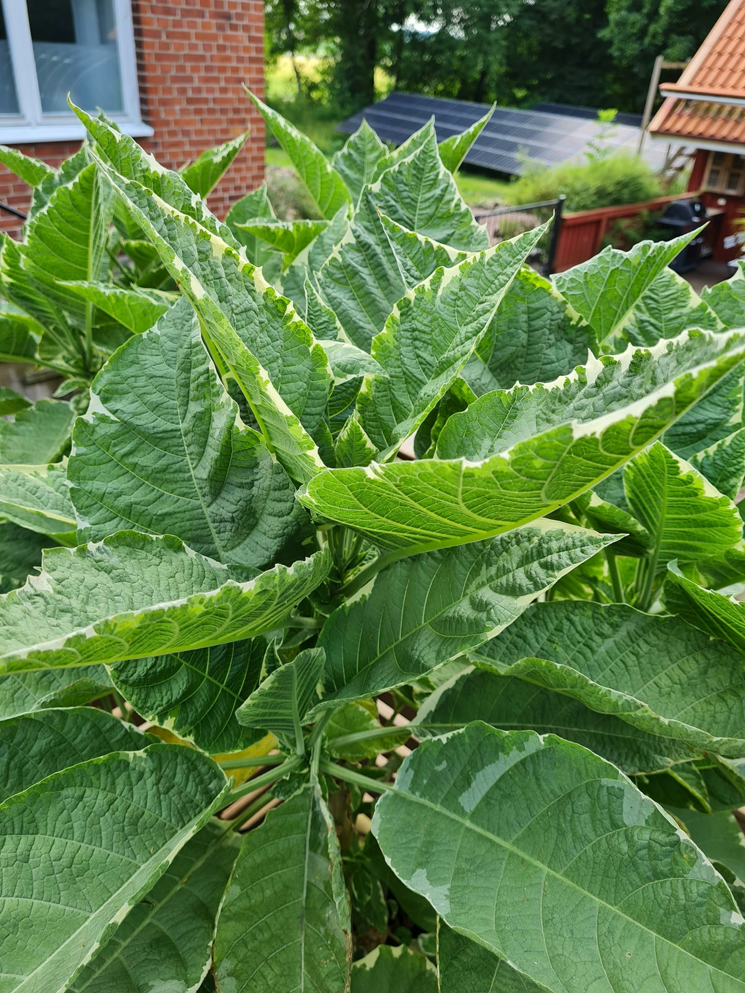 Änglatrumpet/Brugmansia - Maya
