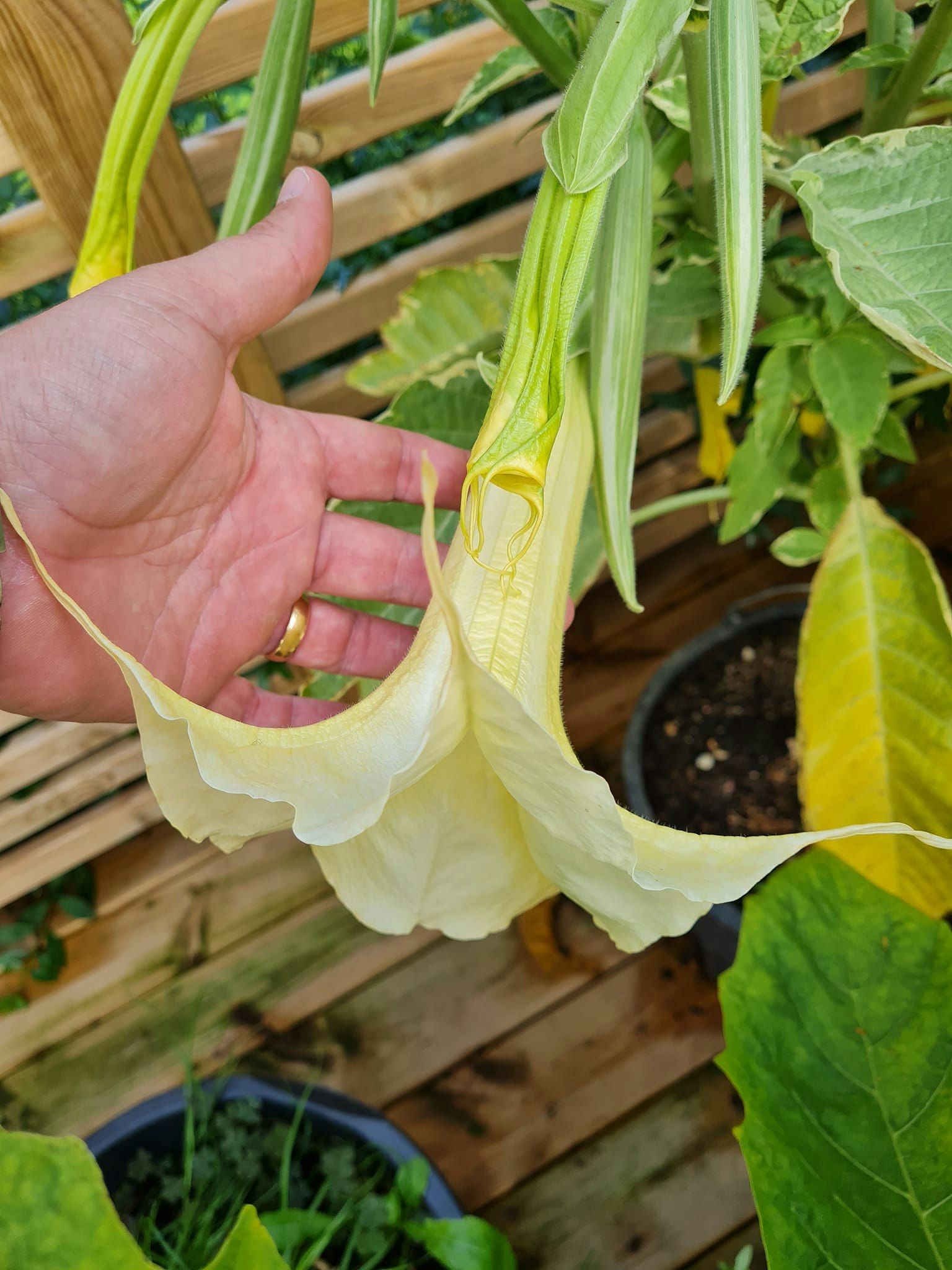Änglatrumpet/Brugmansia - Maya