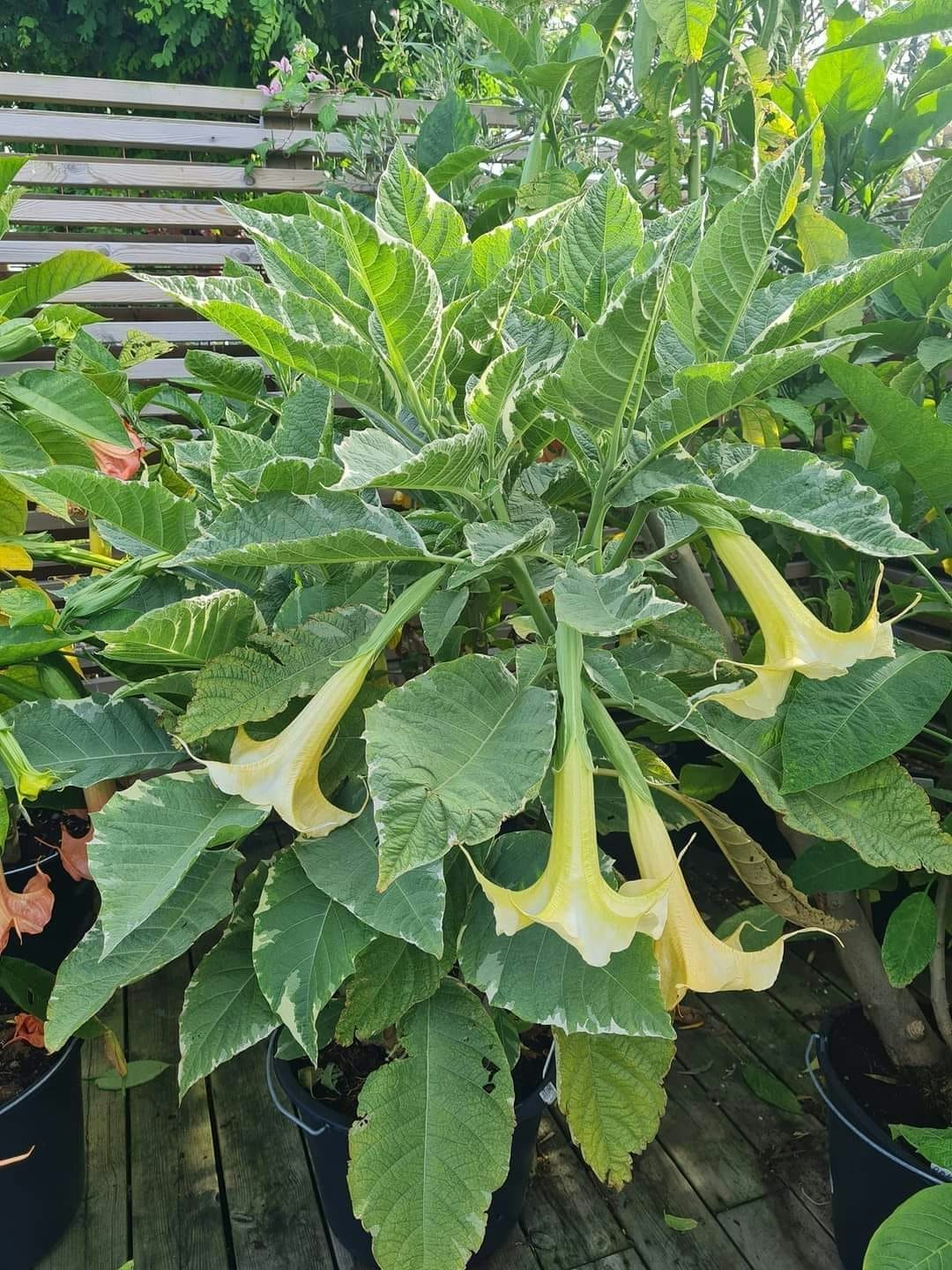 Änglatrumpet/Brugmansia - Maya
