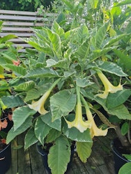 Änglatrumpet Maya (Brugmansia)