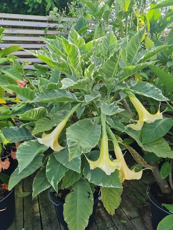 Änglatrumpet Maya (Brugmansia)