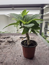 Änglatrumpet DS Smart (Brugmansia)