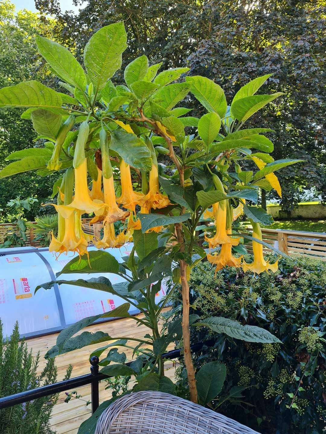 Änglatrumpet Zitronenkönig (Brugmansia)