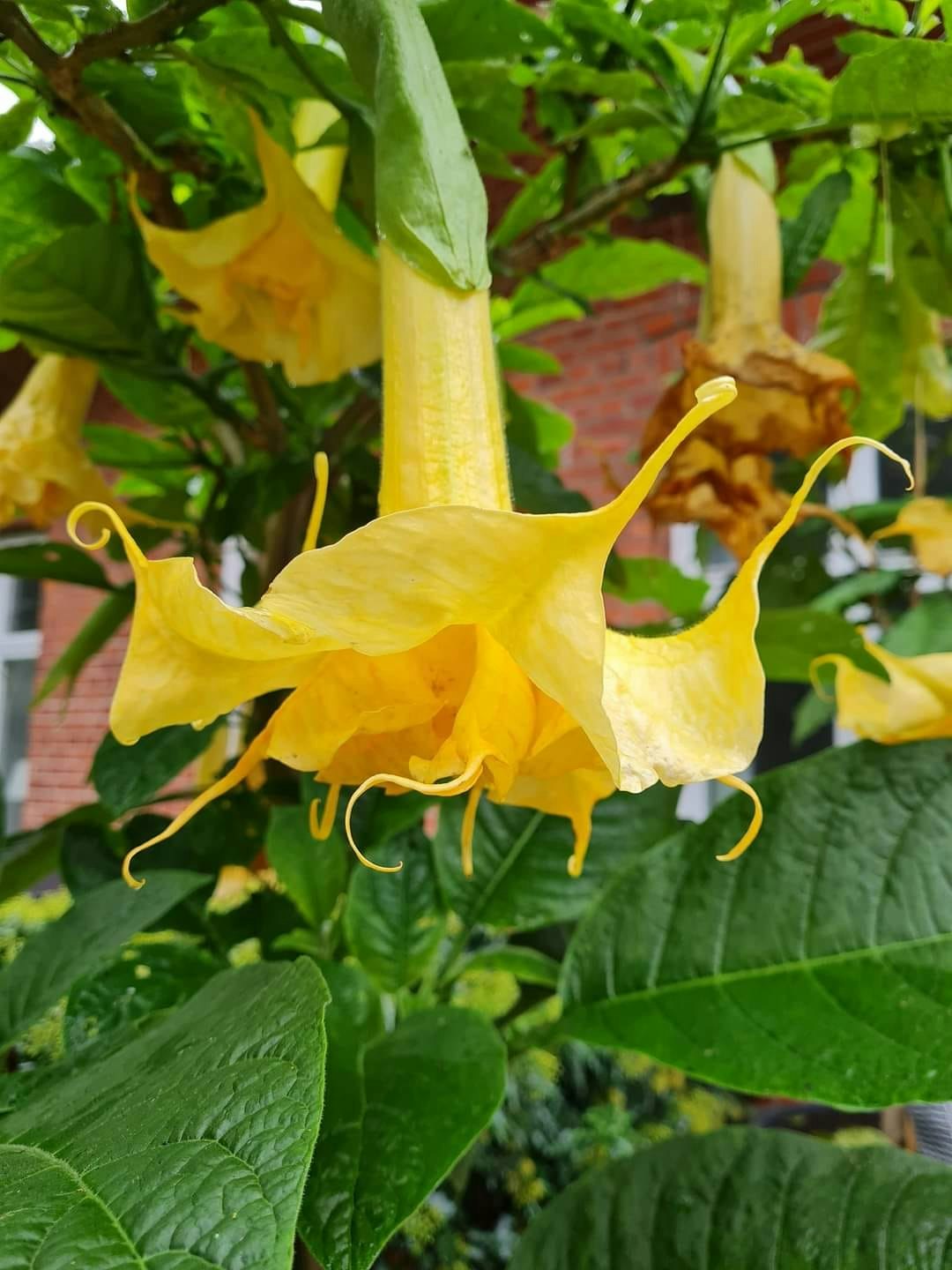 Änglatrumpet Zitronenkönig (Brugmansia)