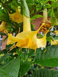Änglatrumpet Zitronenkönig (Brugmansia)