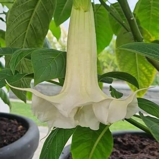 Änglatrumpet Ivonna (Brugmansia)