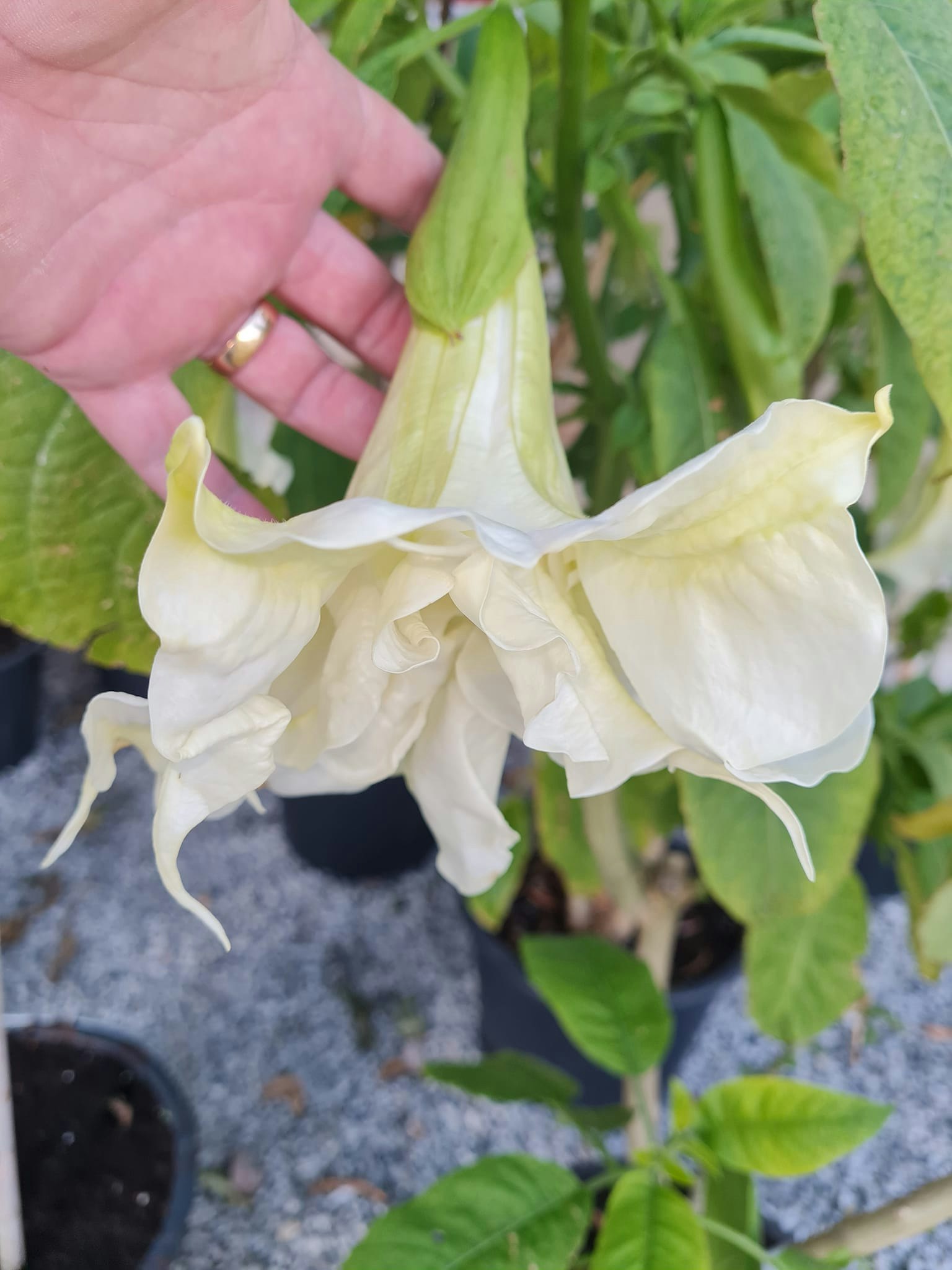 Änglatrumpet Ivonna (Brugmansia)
