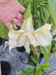 Änglatrumpet Ivonna (Brugmansia)