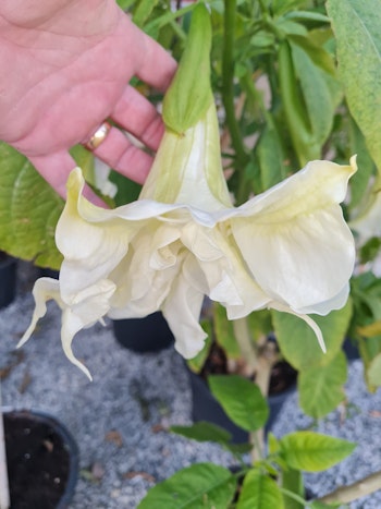 Änglatrumpet Ivonna (Brugmansia)