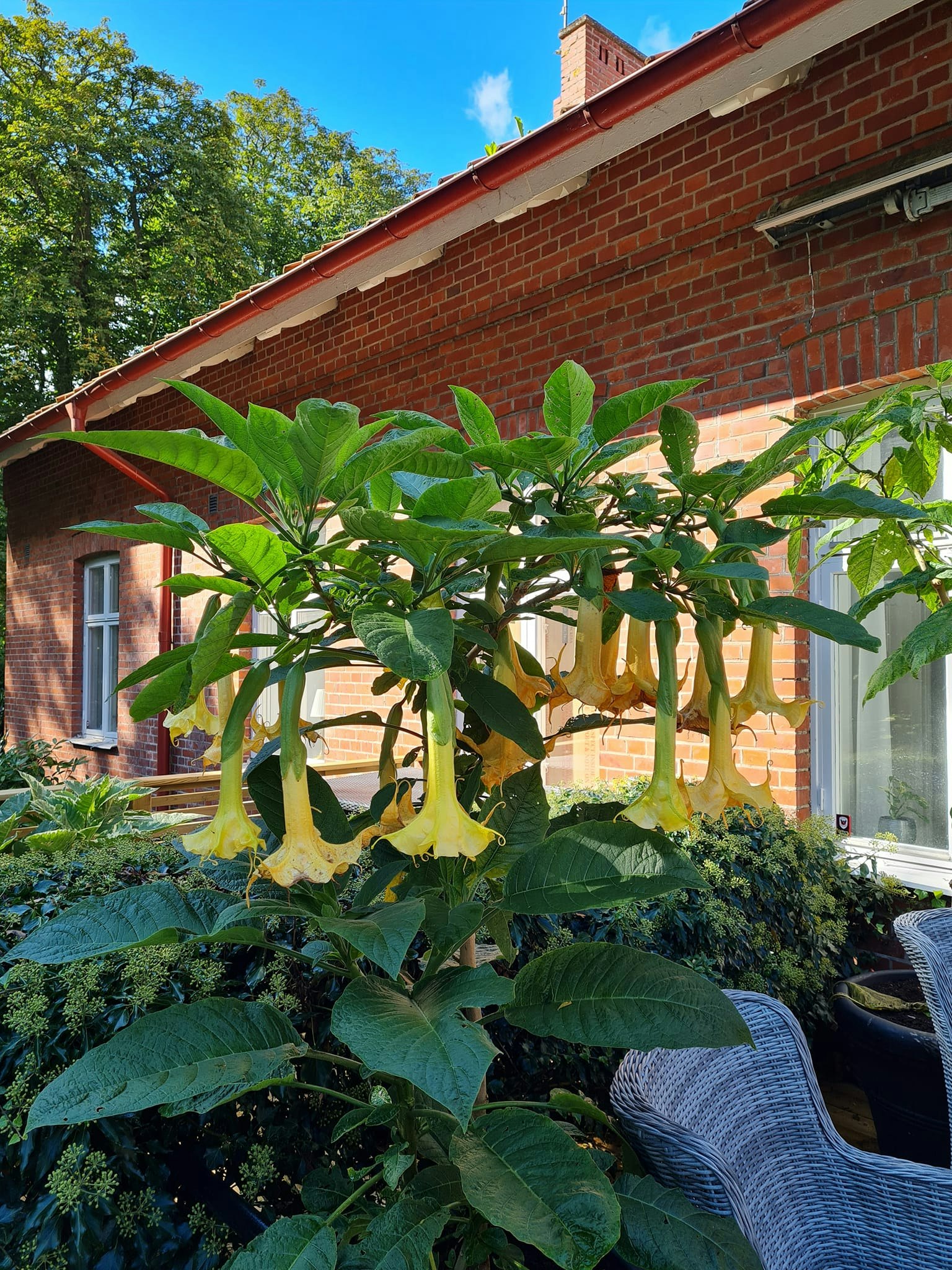 Änglatrumpet Zitronenkönig (Brugmansia)