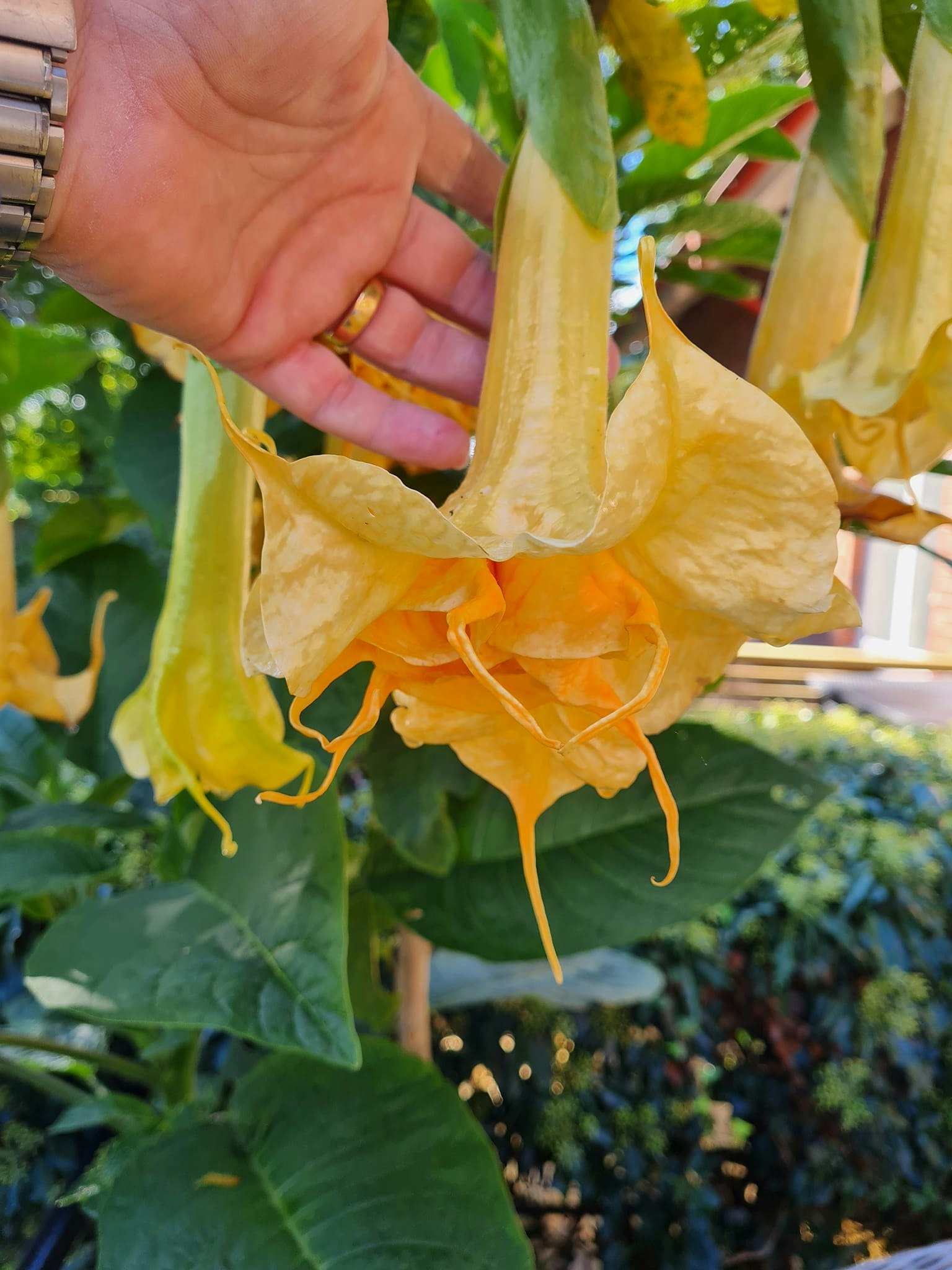 Änglatrumpet Zitronenkönig (Brugmansia)