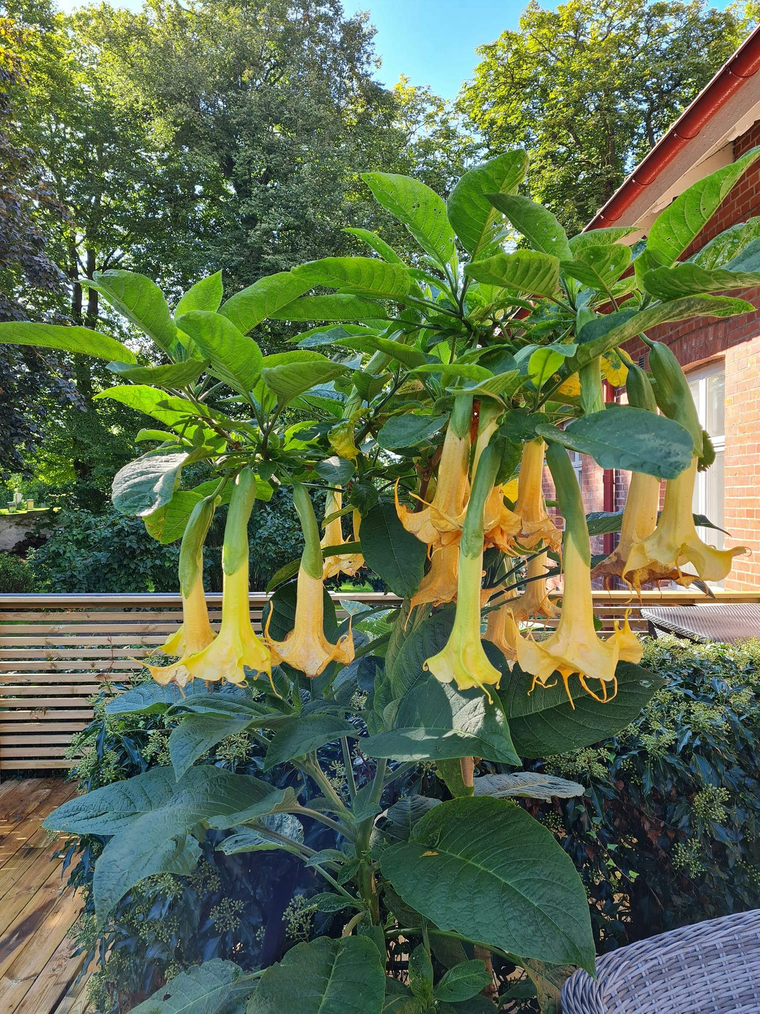 Änglatrumpet Zitronenkönig (Brugmansia)