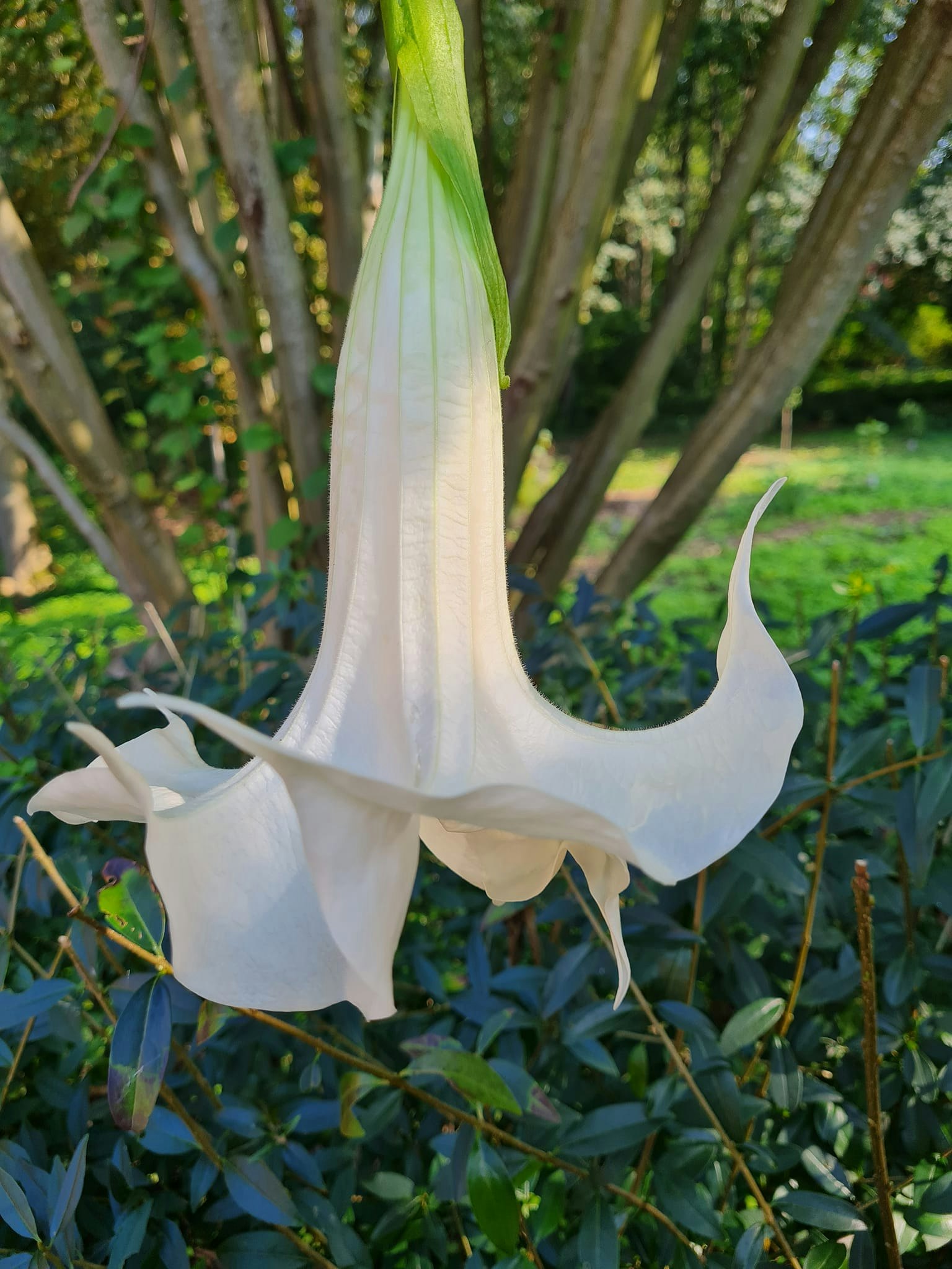 Änglatrumpet Ivonna (Brugmansia)
