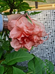Änglatrumpet Nostalgi (Brugmansia)