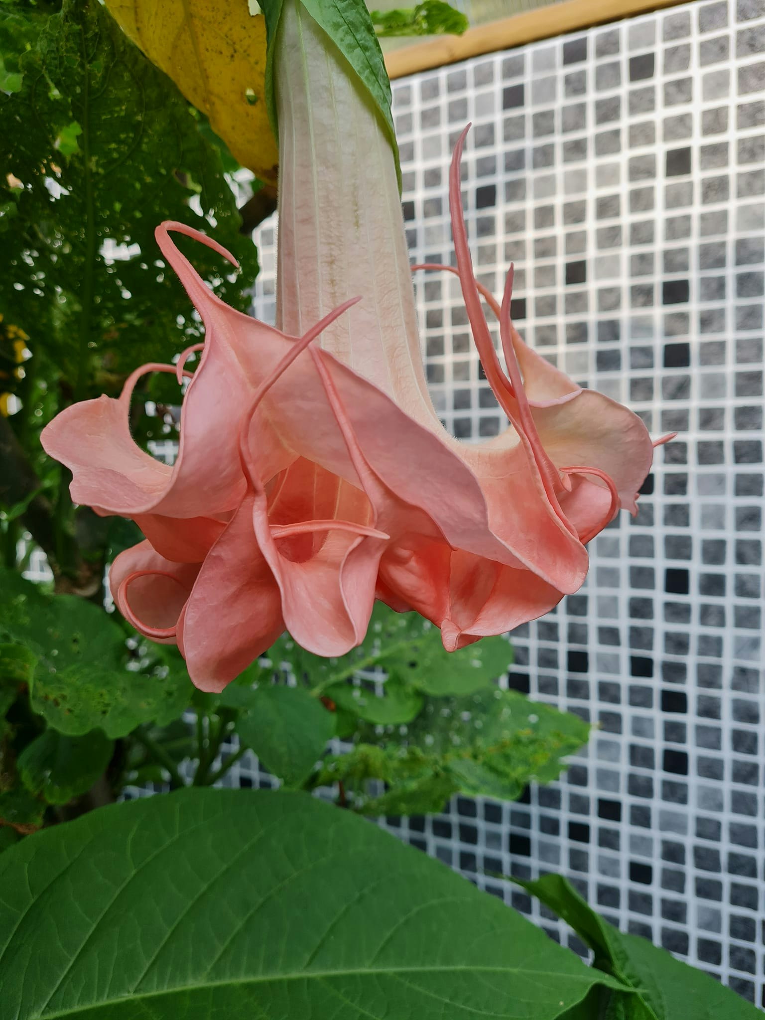 Änglatrumpet Nostalgi (Brugmansia)