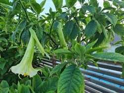 Änglatrumpet Ivonna (Brugmansia)