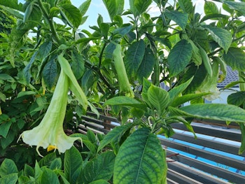 Änglatrumpet Ivonna (Brugmansia)