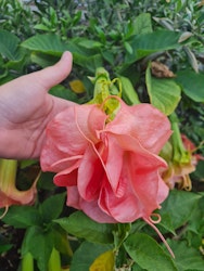 Änglatrumpet Romantika (Brugmansia)
