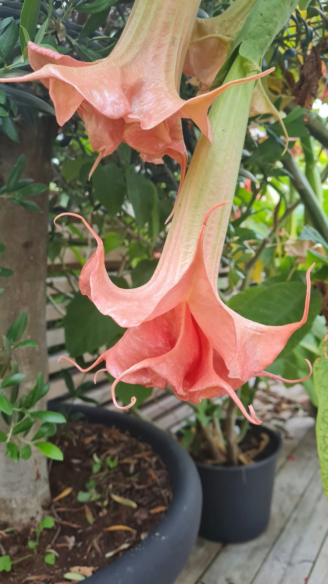 Änglatrumpet Romantika (Brugmansia)