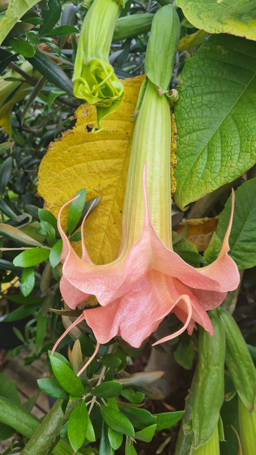 Änglatrumpet Romantika (Brugmansia)