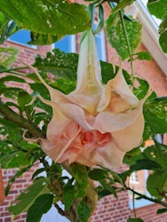 Änglatrumpet Dalen’s Pink Amour (Brugmansia)
