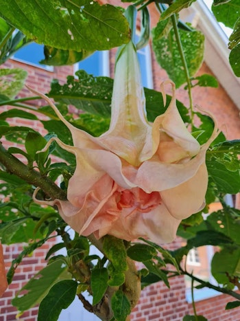 Änglatrumpet Dalen’s Pink Amour (Brugmansia)