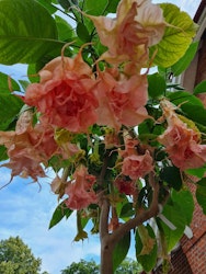 Änglatrumpet Dalen’s Pink Amour (Brugmansia)