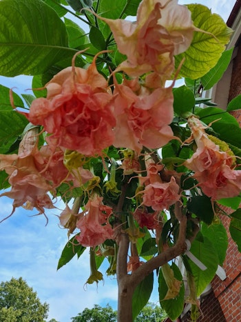 Änglatrumpet Dalen’s Pink Amour (Brugmansia)