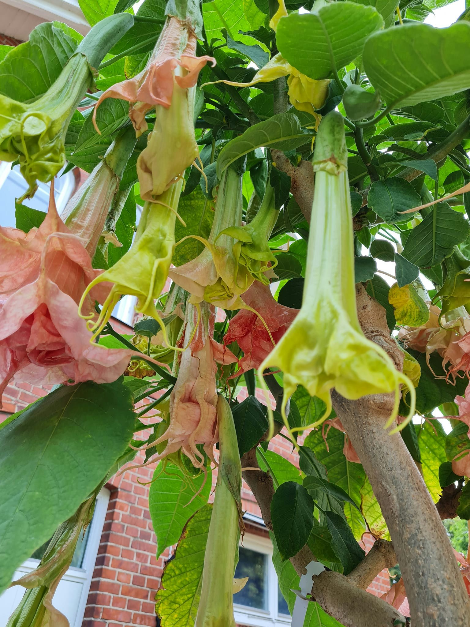 Änglatrumpet Dalen’s Pink Amour (Brugmansia)
