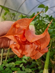 Änglatrumpet DS Smart (Brugmansia)