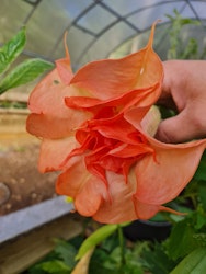 Änglatrumpet/Brugmansia - DS Smart