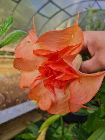 Änglatrumpet/Brugmansia - DS Smart