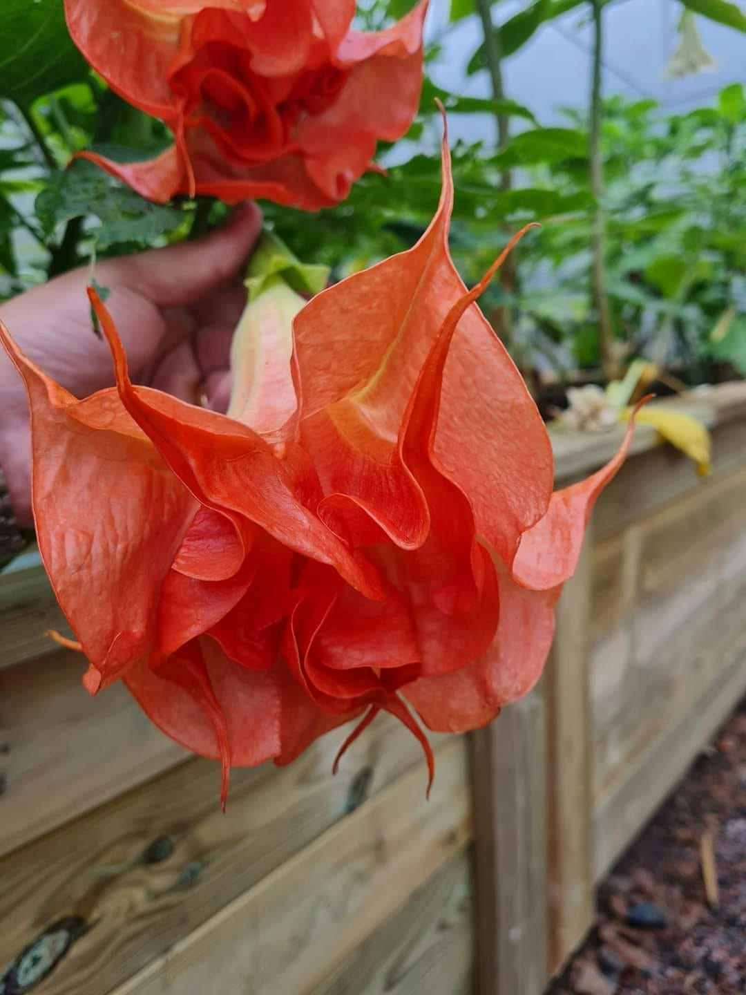 Änglatrumpet DS Smart (Brugmansia)