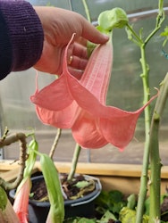 Änglatrumpet Firebird (Brugmansia)