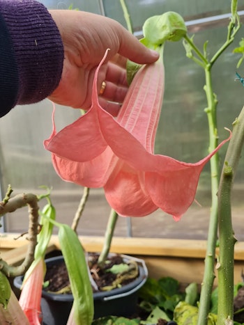 Änglatrumpet Firebird (Brugmansia)