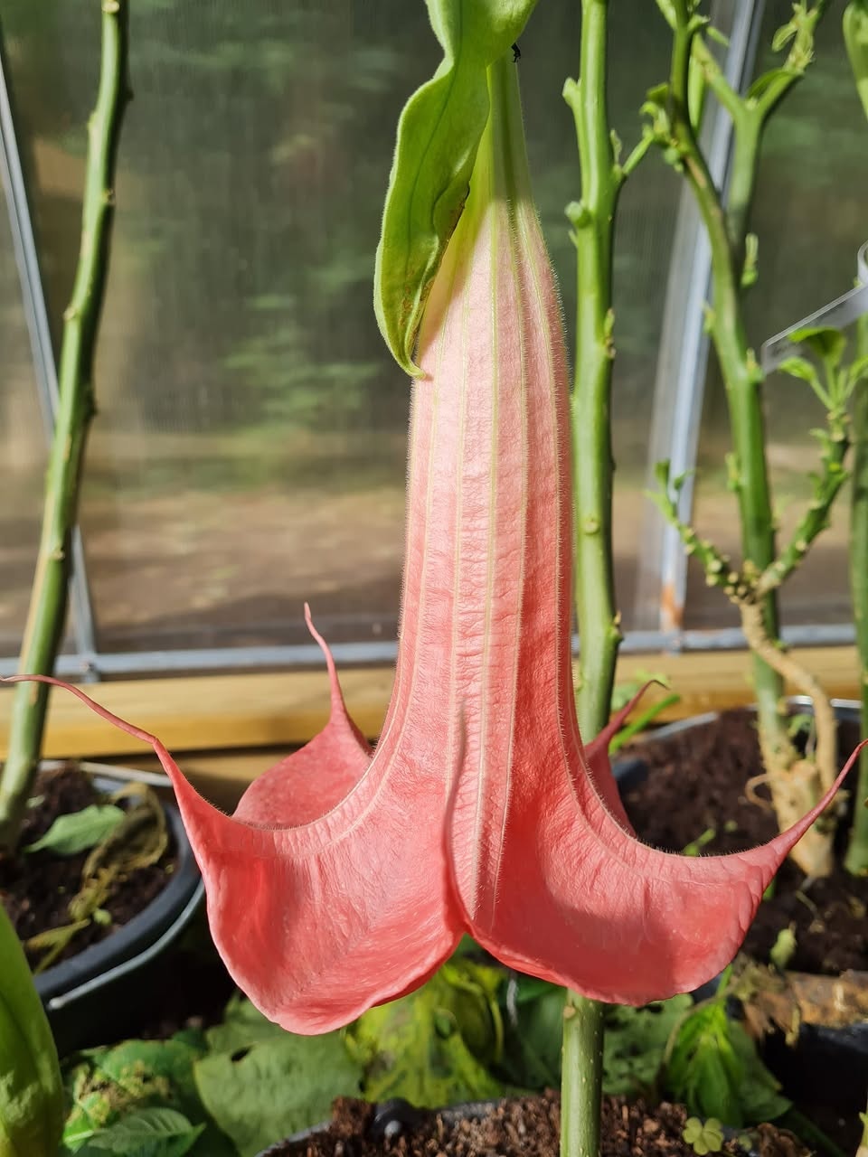 Änglatrumpet Firebird (Brugmansia)