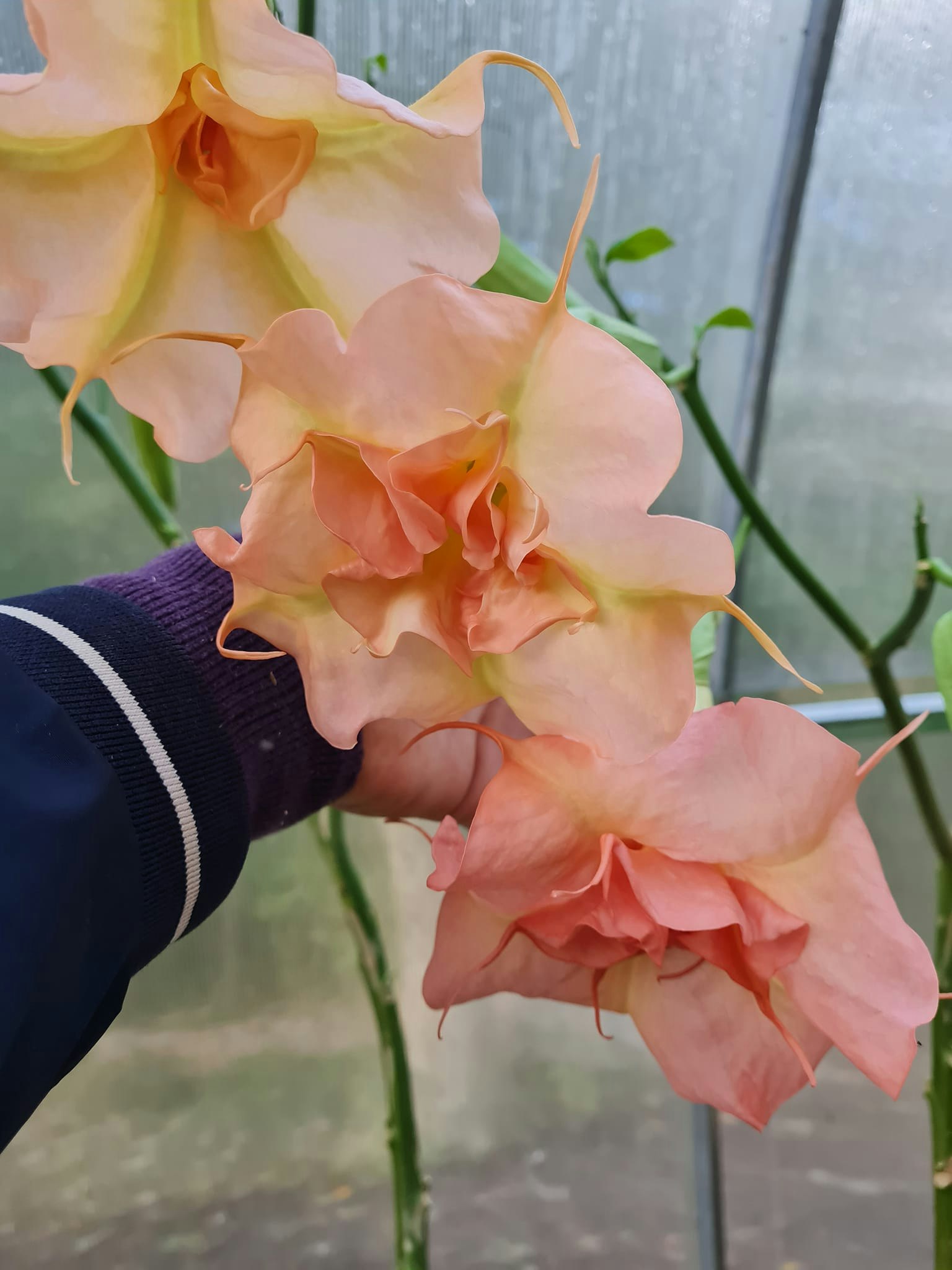 Änglatrumpet Fruit Salad (Brugmansia)