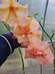 Änglatrumpet Fruit Salad (Brugmansia)