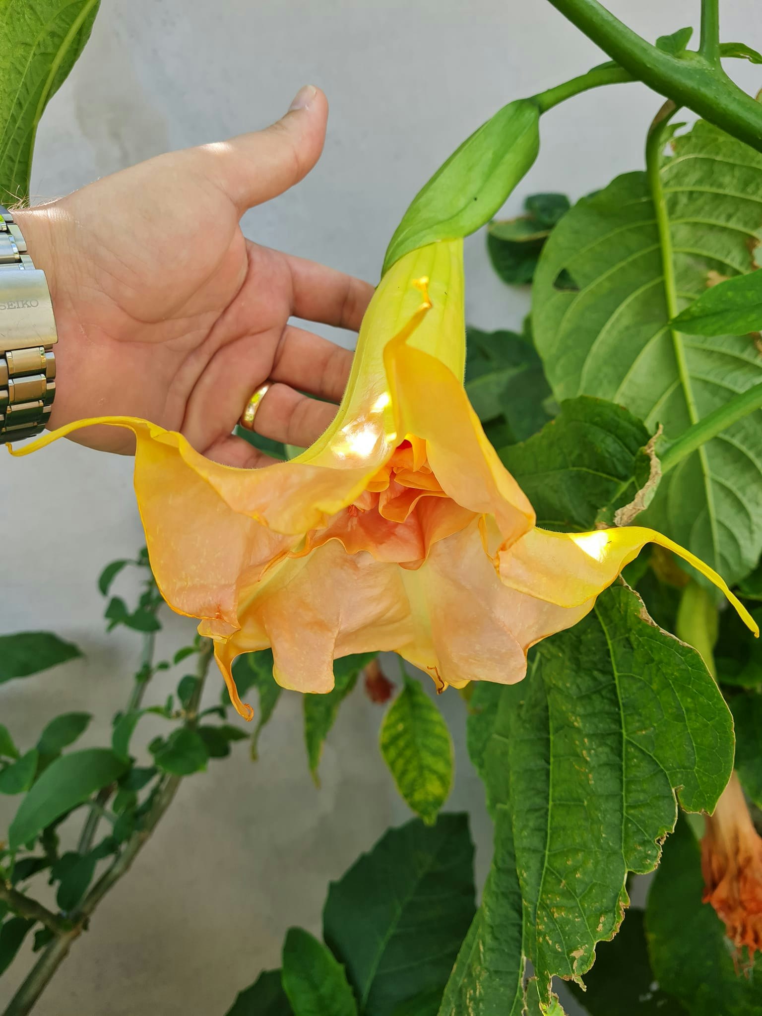 Änglatrumpet Fruit Salad (Brugmansia)