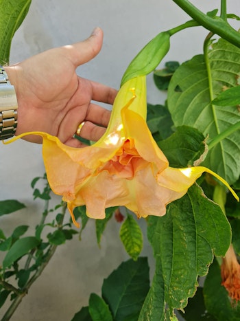 Änglatrumpet Fruit Salad (Brugmansia)